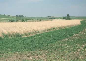 Tierras de cultivo en Iowa