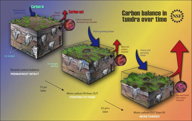 balance de carbono permafrost