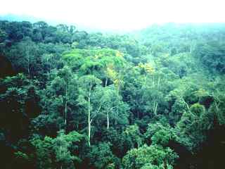 rainforest_Congo_FAO.jpg (10790 bytes)