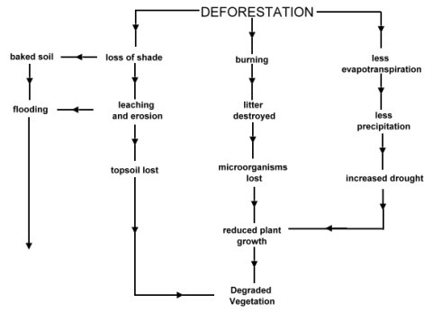diagrama de deforestación