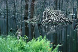beaver habitat