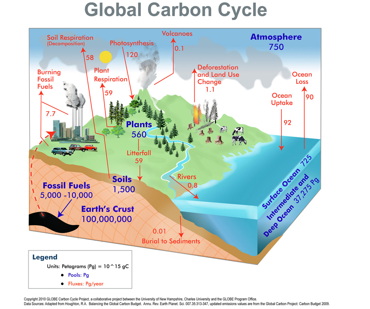 carbon_cycle.jpg