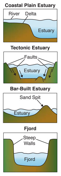 Estuary-drawings.jpg
