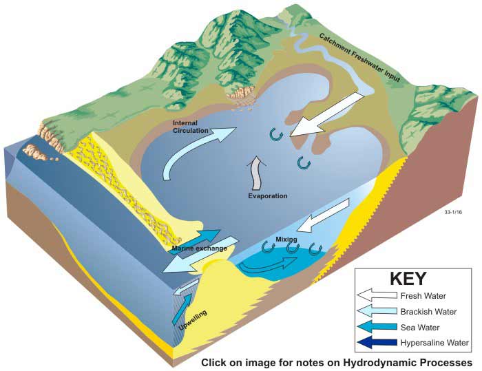 estuary biome map