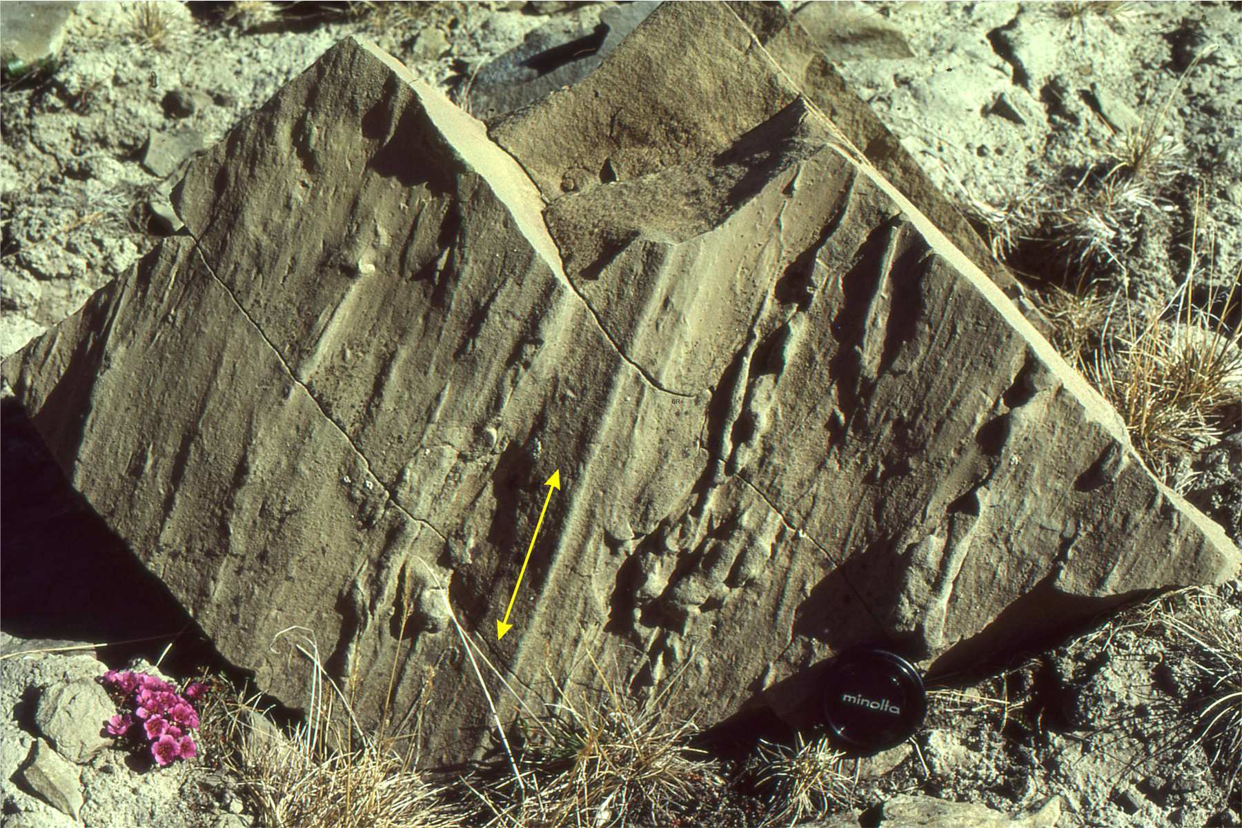 This image shows groove casts, which are elongated impressions in the rock. These are oriented up-down.