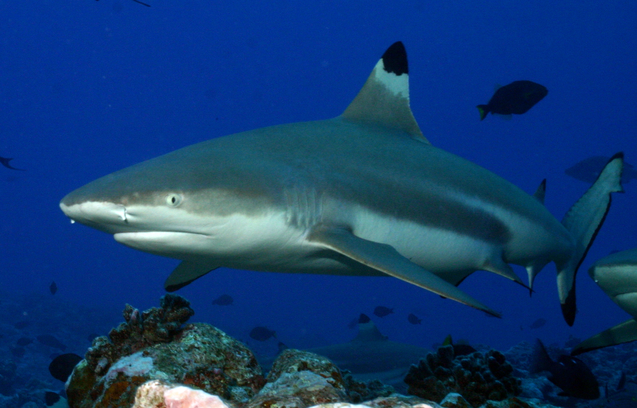 Black_tip_reef_shark.jpg