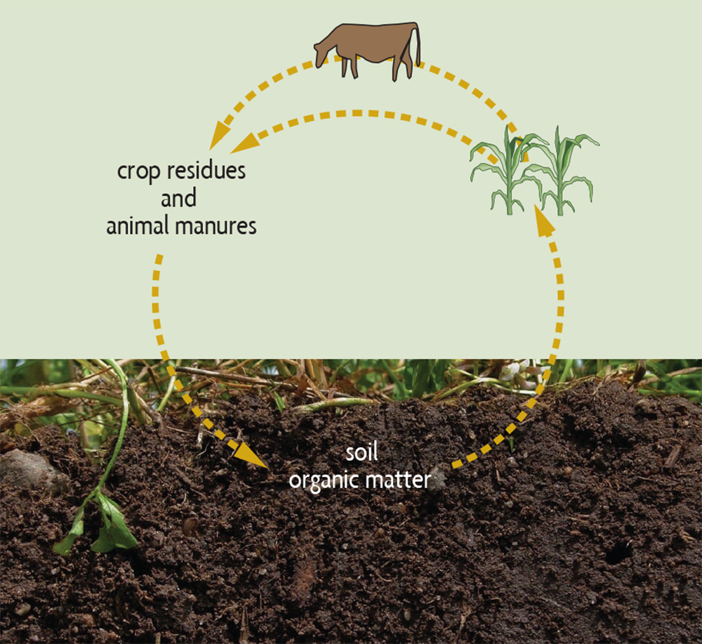 agricultural nutrient cycle