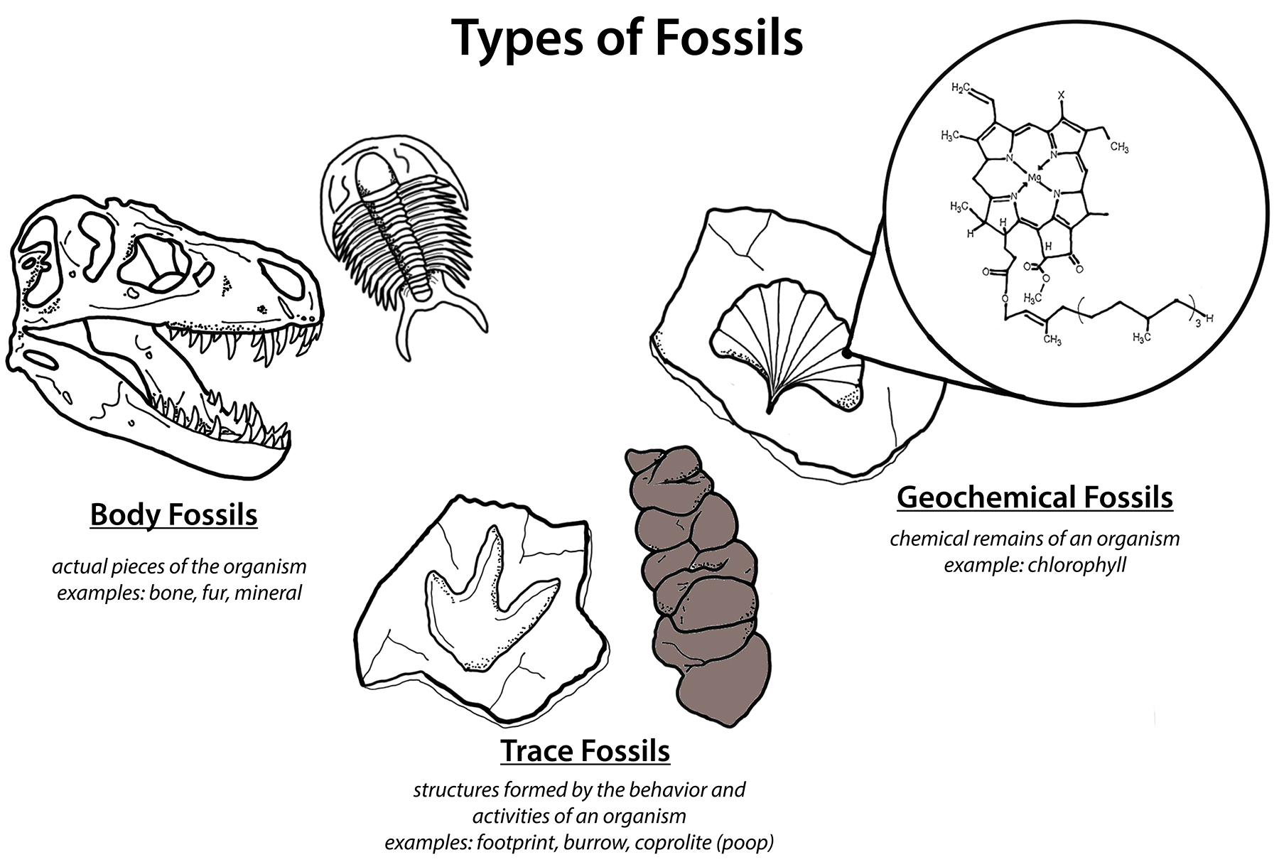 Types of Fossils.jpg