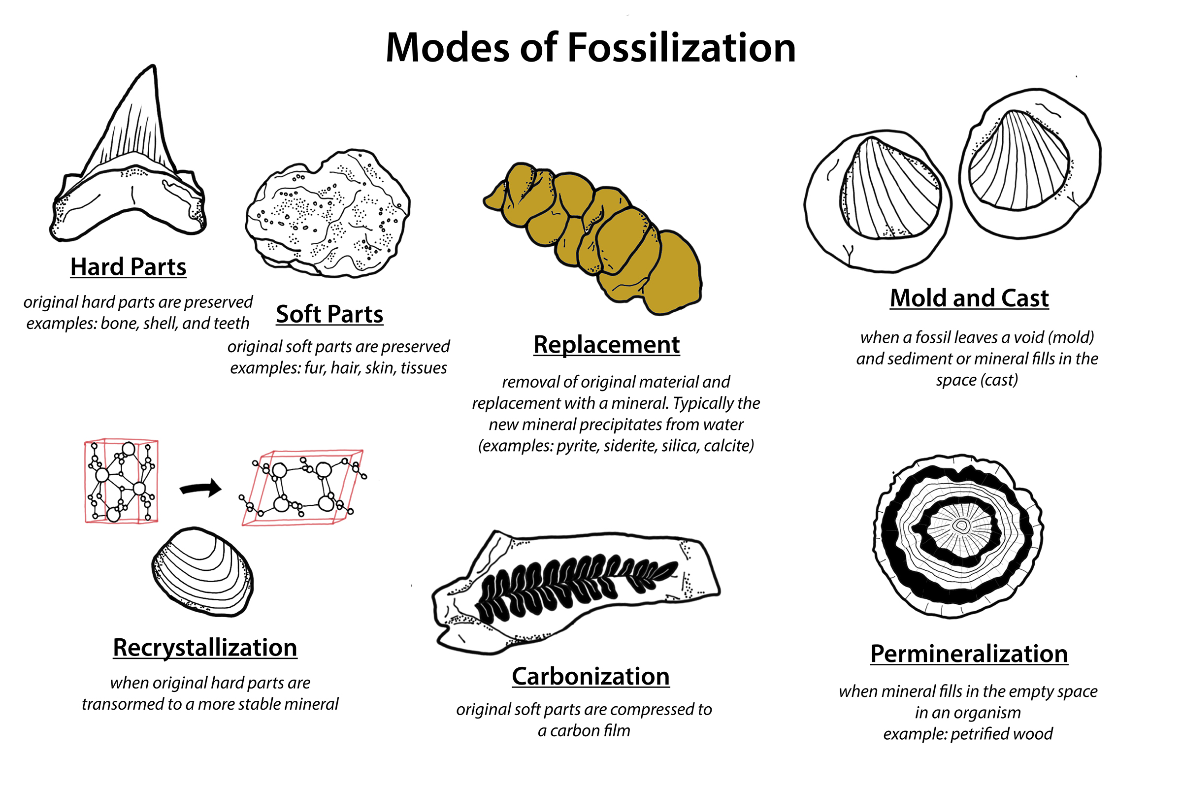 9.2: Types of Preservation - Geosciences LibreTexts