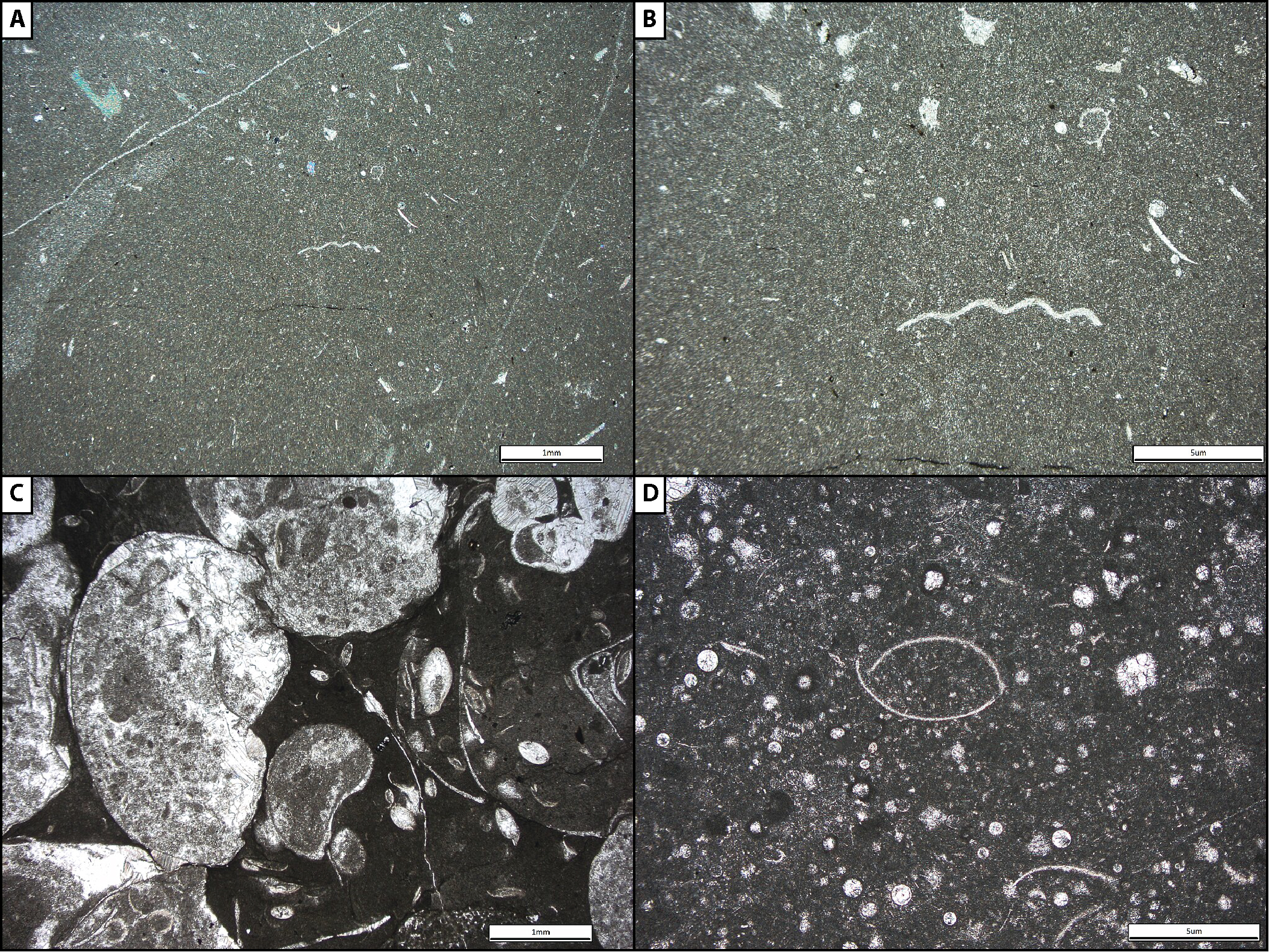 Micrite (lime mud) examples