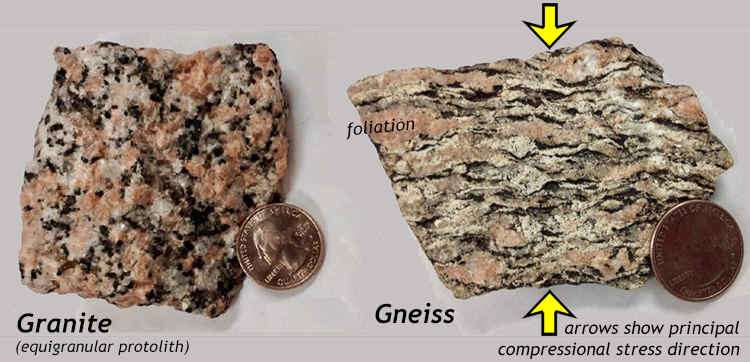 A photo graph of two fist-sized rock samples: (1) a granite with an equigranular (same in every direction) texture, and (2) a gneiss with prominent foliation. Arrows perpendicular to the foliation have been annotated onto the diagram to show the interpreted principal compressional stess direction.
