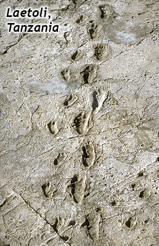 Photograph of a gray ash layer, labeled "Laetoli, Tanzania," showing two sets of hominid footprints (one large, one small) side by side. There are 9 adult footprints on the right, and 9 child footprints on the left.
