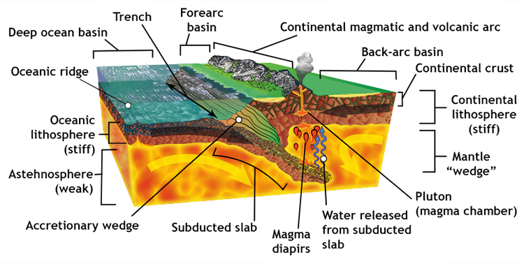 A diagram showing the features of a subduction zone, such as Claifornia during the Mesozoic. A slab of oceanic lithosphere is being generated at an oceanic ridge system, then being transported to the right, and being subducted down and under an overriding plate of continental lithosphere. At the interface between the two is an accretionary wedge complex. Also shown is the generation of magma via water released from the subducted slab, and that magma feeding a continental volcanic arc. Weathering and erosion of that mountain range generates sediments, which are transported downhill and deposited in forearc and back-arc basins.