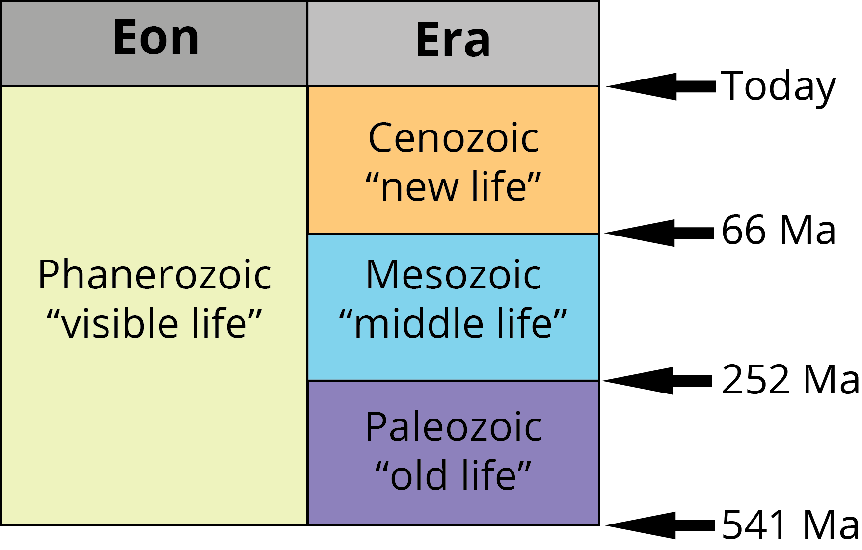 The three eras of the Phanerozoic eon. Image by Jonathan R. Hendricks. Creative Commons License This work is licensed under a Creative Commons Attribution-ShareAlike 4.0 International License.