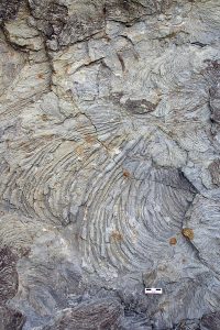 Zoophycos trace fossil