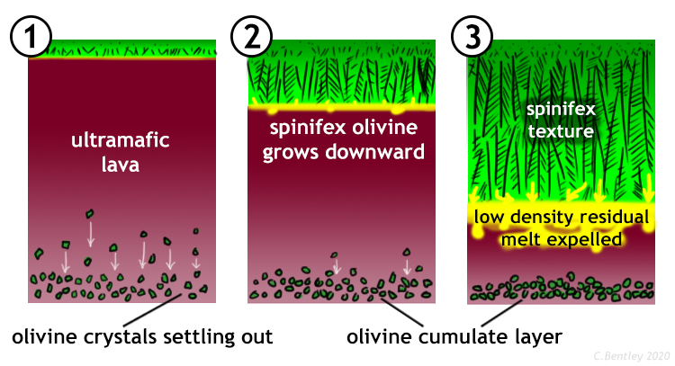 3-stage diagram showing the "top-down" growth of spinifex texture in an ultramafic lava flow. In the first stage, a thin crust has formed at the top of the flow, and in the interior of the flow, chunky olivines are nucleating and settling to the bottom. In the second stage, spinifex olivine begins to grow downward from the solid upper surface into the liquid interior of the flow. In the third stage, the spinifex has gotten very long, about 2/3 the thickness of the flow, and as the spinifex olivine grow downward (the only direction they can grow!), a low-density remaining liquid is expelled from the crystallization front. Meanwhile, at the bottom of the flow, the chunky olivines have settled out to form a cumulate layer.