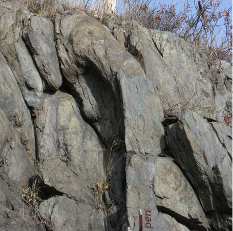 A photograph of a rock outcrop showing ~1 meter pillows in greenschist (metabasalt). The pillows are round but squashed left to right, with a vertical cleavage running from the front of the photo to the back. The image is animated, jumping back and forth between a raw image and an annotated copy, where the pillow margins and the cleavage are labeled.