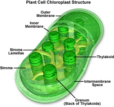 Cartoon oblique view of a cross-sectioned chloroplast. Overall pill-shaped (prolate ellipsoid) in shape, the upper left 2/6ths of the chloroplast have been cut away to reveal its interior anatomy. Mimicking the pill-like shape of the outer membrane, the inner membrane defines an interior space where stacks of disc-shaped features rise in towers. They are labeled "thylakoid" and the stack is referred to as a "granum." The grana are connected by "bridges" called "stroma lamellae."