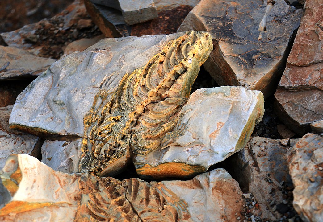 Photograph of fossil of a reptile torso and front limbs. Though not as complete, it's a visual match for the other specimen shown above.