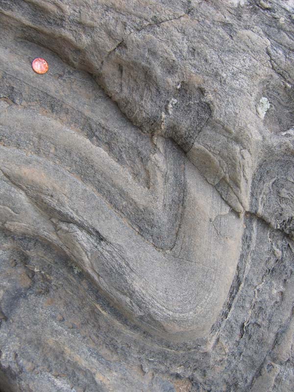 Photograph showing 6 folded layers: 3 schist layers (former mud) and 3 metagraywacke layers (former metagraywacke). they are all bent into a big "V" shaped fold. A penny (coin) provides a sense of scale.