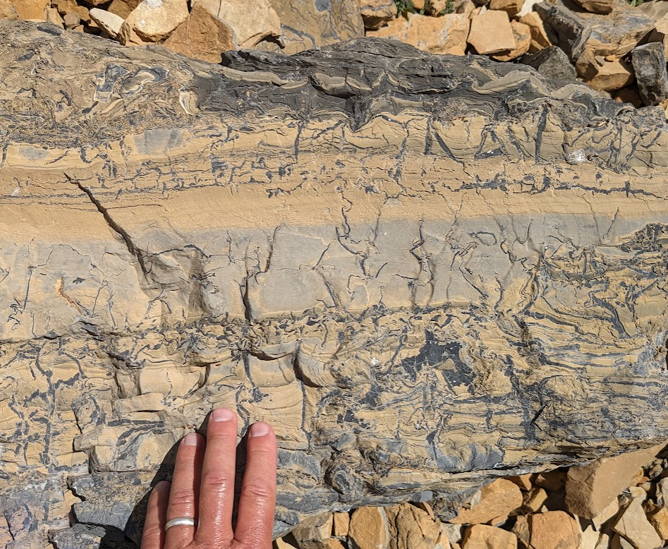 Photograph showing squiggly dark veins of calcite on several scales, overprinting yellow/tan limestone. A hand provides a sense of scale.