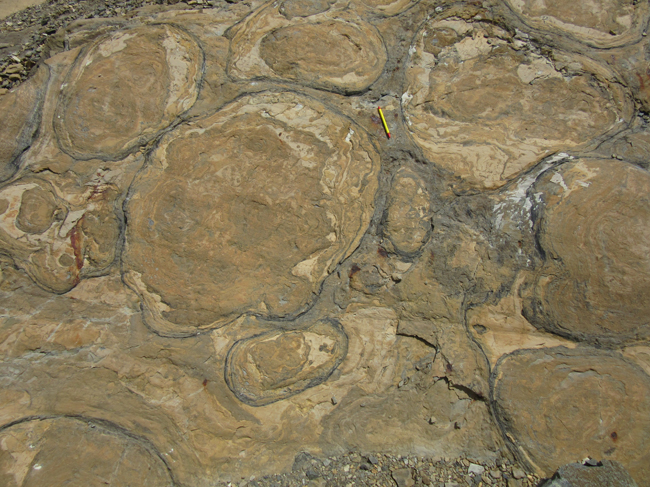 Photograph showing a pavement outcrop of stromatolites. There is a pen provided as a sense of scale; the field of view is about 2 x 3 m. Each stromatolite appears as a series of concentric blobby rings, the largest about 1 m in diameter; the smallest about 20 cm. There are about 12 (wholly or partially) in the field of view.