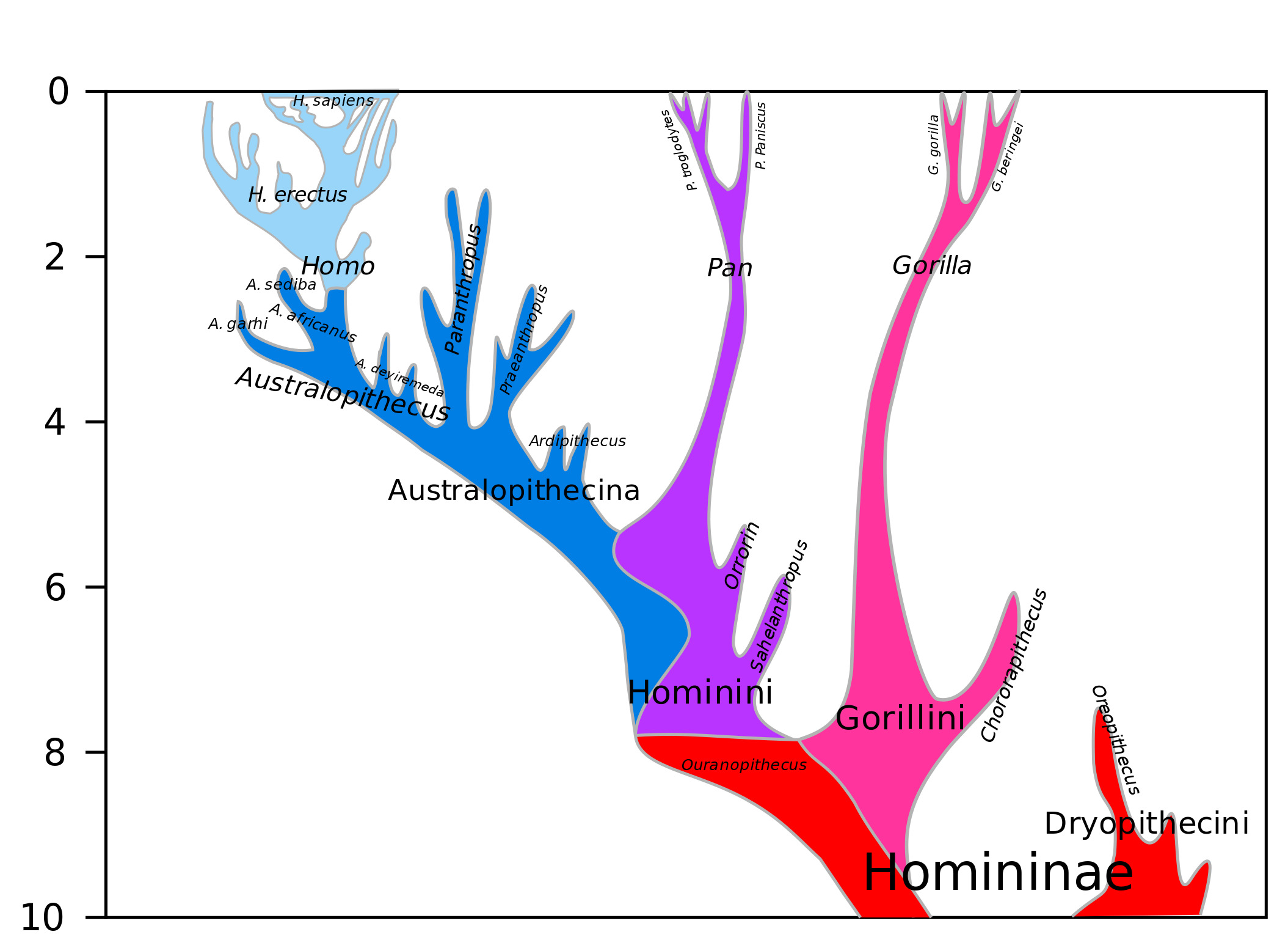 A Model of the phylogeny of Hominini over the past 10 million years. A pink line for Gorillini splits off around 8Ma, a purple line for Pan splits off around 6Ma, and Homo and Australopithecines continue on to today, represented by a lone species, Homo Sapiens. (Image: Wikimedia, Dbachmann - Own work, CC BY-SA 4.0)