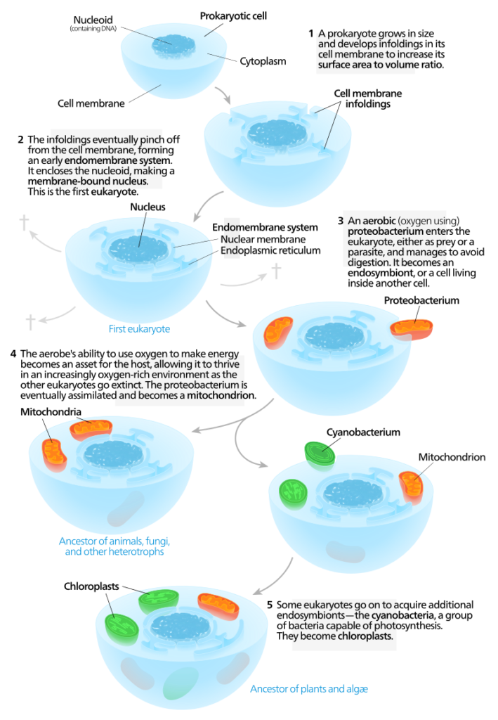 Endosymbiosis. This example of the process is illustrated through the inclusion of an aerobic bacteria into a host. The aerobes ability to use oxygen to make energy becomes an asset, and this trait and its DNA are then incorporated into the prokaryotic cell, serving as mitochondria, one of the key organelles that exist within eukaryotic cells.