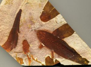 Glossopteris sp. leaves from the Permian of Australia.
