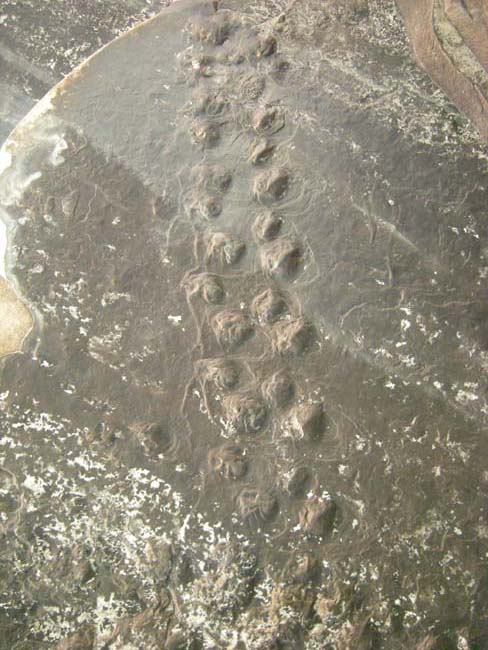 Photograph of a set of small footprints, preserved as casts on the underside of a dune sandstone bed. There are about 30 of them. There is no sense of scale provided.