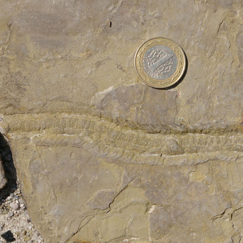 Photograph showing a linear trace fossil in siltstone. A Turkish lira coin serves as a sense of scale. The fossil track runs from left to right across the field of view, and it has small transverse ridges that run across it, like segments on a centipede. The edges seem to show the marks of many small feet or bristles.