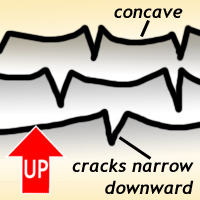 Cartoon cross-section showing mud crack morphology: cracks narrow downward, and widen upward. Further, the mud polygons curl up at their edges, producing concave-up "dish" shapes.