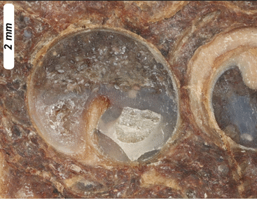 Animated GIF showing an annotated view of a photograph of a snail shell in cross-section, about 5 mm in diameter, filled in the "upper" half with oval-shaped ostracode shells, and in the "lower" half mostly filled with agate, and a little bit of empty space in the middle, lined all around the edges with quartz crystals. The implication is that "down" is "up."