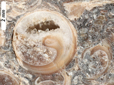 Animated GIF showing an annotated view of a photograph of a snail shell in cross-section, about 5 mm in diameter, filled in the "lower" half with oval-shaped ostracode shells, and in the upper half with empty space, into which are projecting an array of quartz crystals. The implication is that "up" is "up."