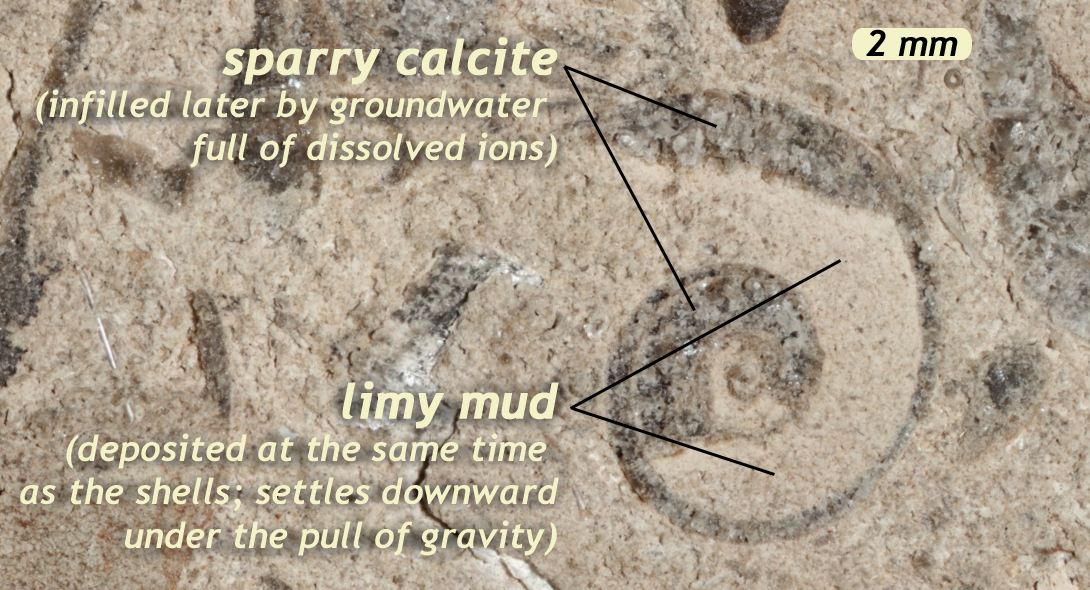 Annotated photograph showing a snail (gastropod) shell in cross-sectional view, filled on the bottom with limy mud and at the top with sparry calcite. The mud was deposited at the same time as the empty shell, partially filling it on the bottom of the empty space. The calcite spar was precipitated later by groundwater, filling the remaining open space at the top of the cavity.