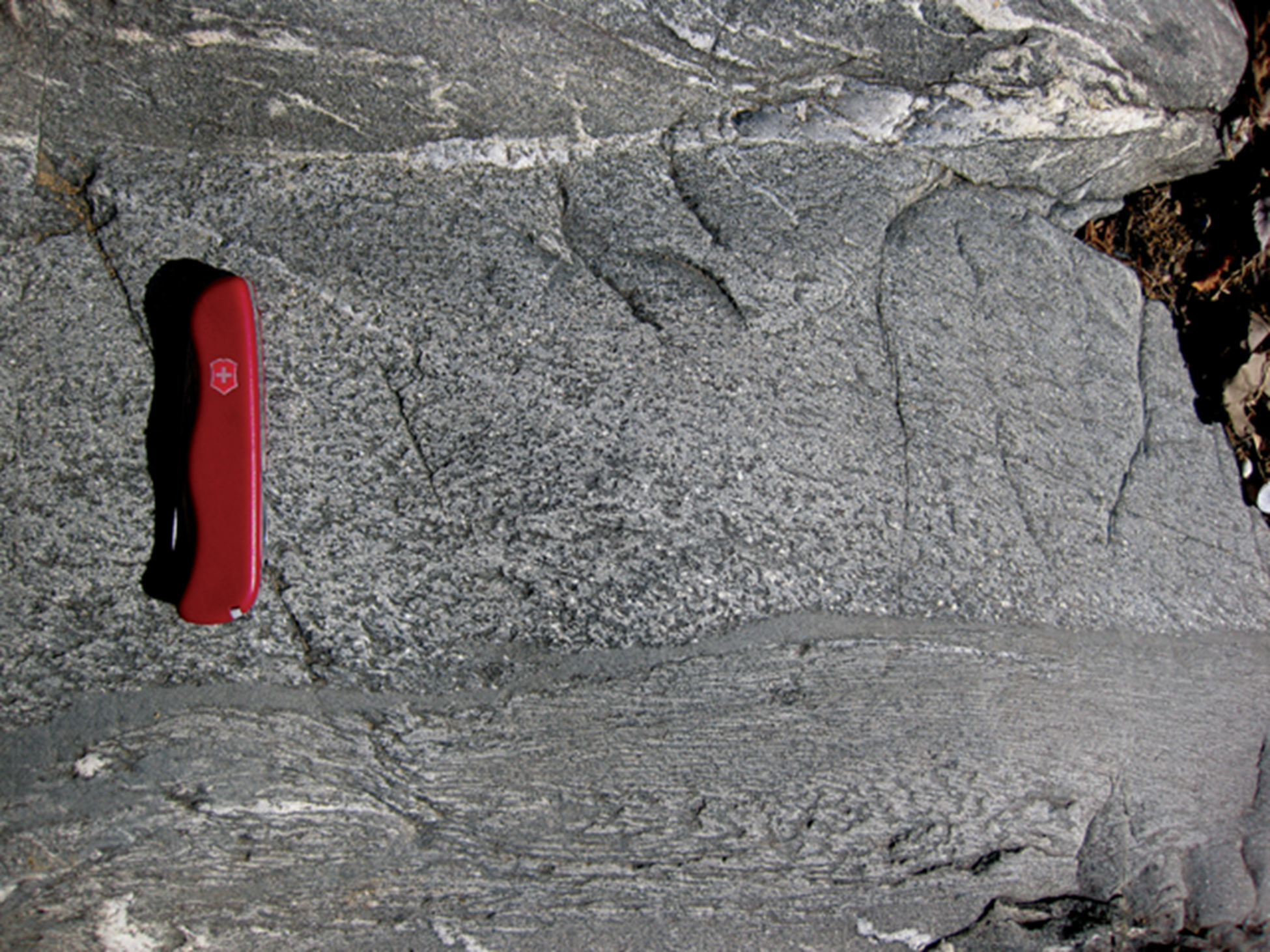Photograph showing a graded bed in lightly-metamorphosed meta-turbidites. Some quartz veins are also present. A pocket knife provides a sense of scale: the graded bed is about 20 cm thick.