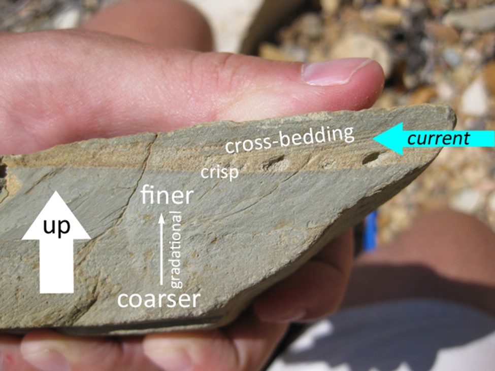 Annotated photograph showing a human hand holding a chunk of rock, shown on a surface that is cross-sectional to bedding. The lower part of the sample shows graded bedding. Above a crisp contact, the upper part shows cross-bedding dipping shallowly to the left. So "up" is up in this sample, and the turbidity current was traveling from right to left.