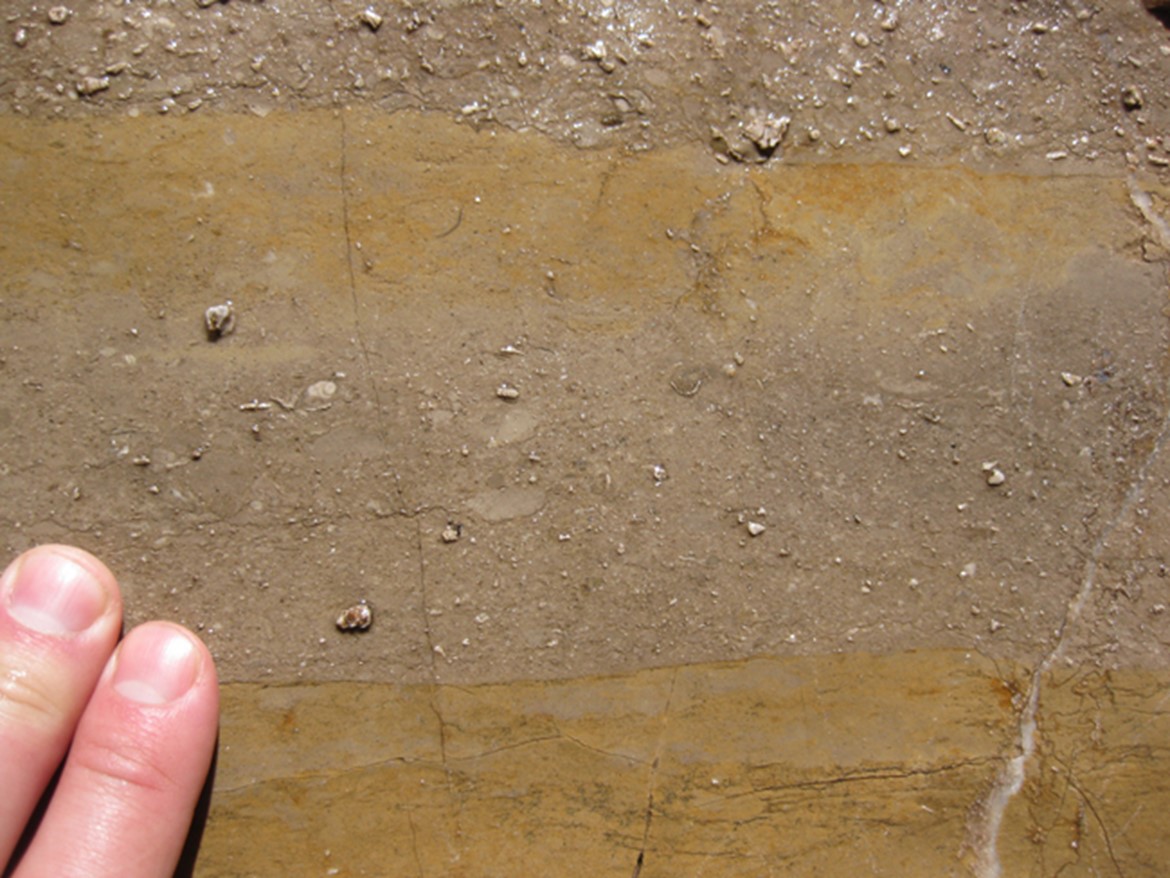 Photograph showing a graded bed in limestone.