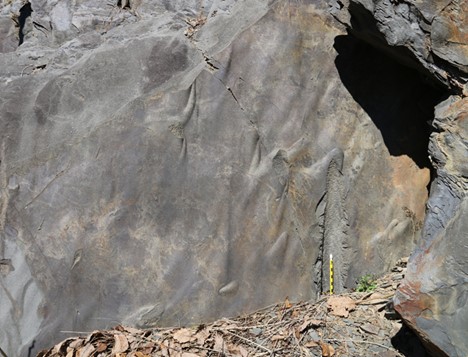 Photograph showing flute casts on the underside of a turbidite. The smooth tongue-like shapes of the flute casts are well preserved in most places, but one has its "deepest" part broken off, and a drill core transects several more. A pencil serves as a sense of scale (positioned vertically in the drill core hole). There are some dry leaves in the foreground.