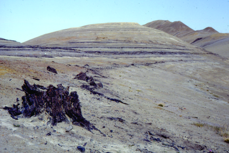 A 45 million year old tree strump on Geodetic Hills