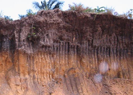 wall of soil that as been dug into