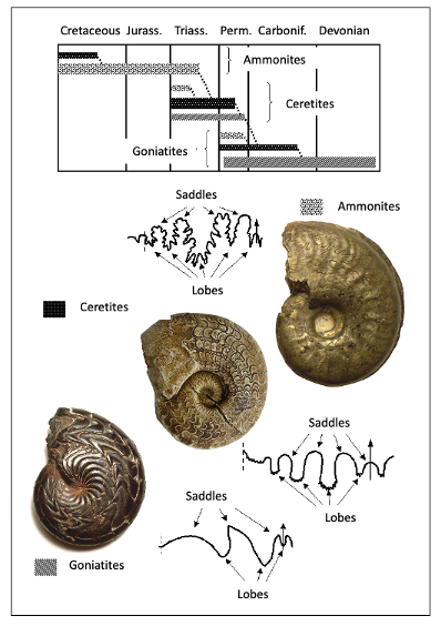 Distinctive suture patterns in ammonites are like growth rings in trees, marking stages of growth. 