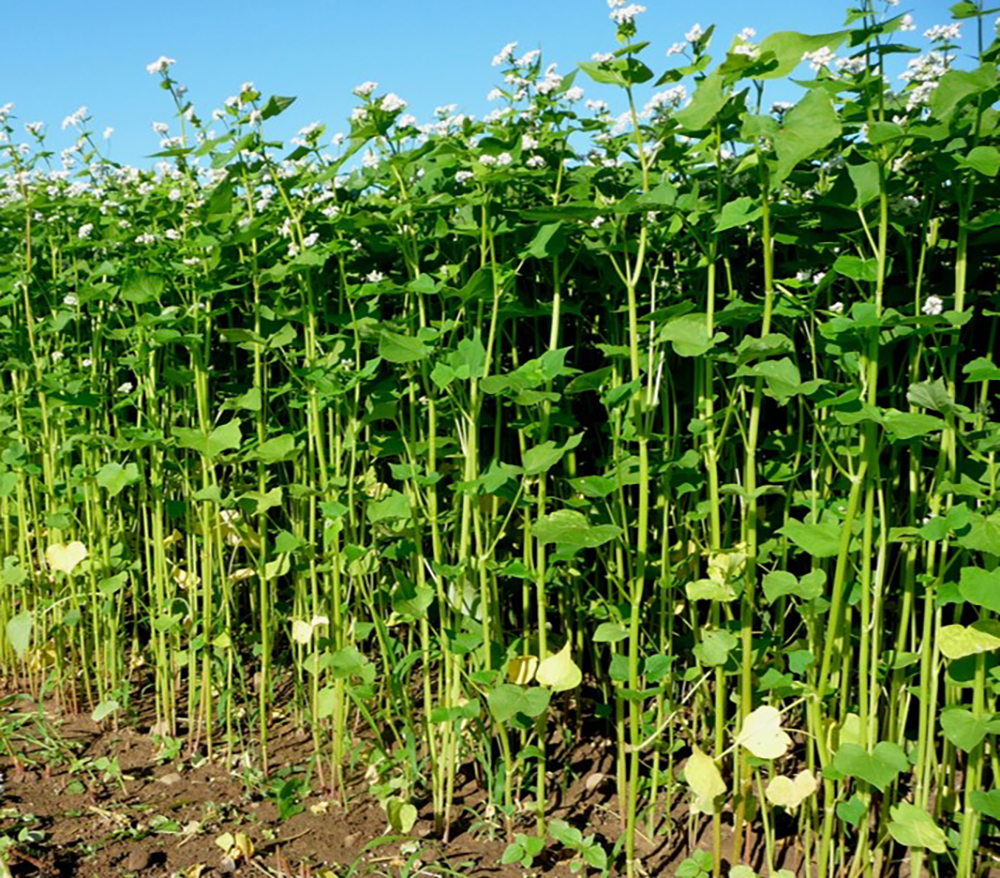 buckwheat cover crops