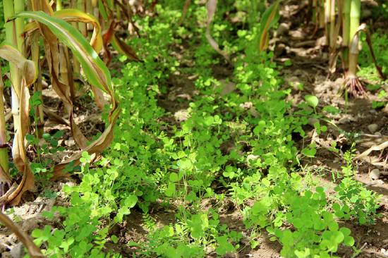 cover crop cocktail