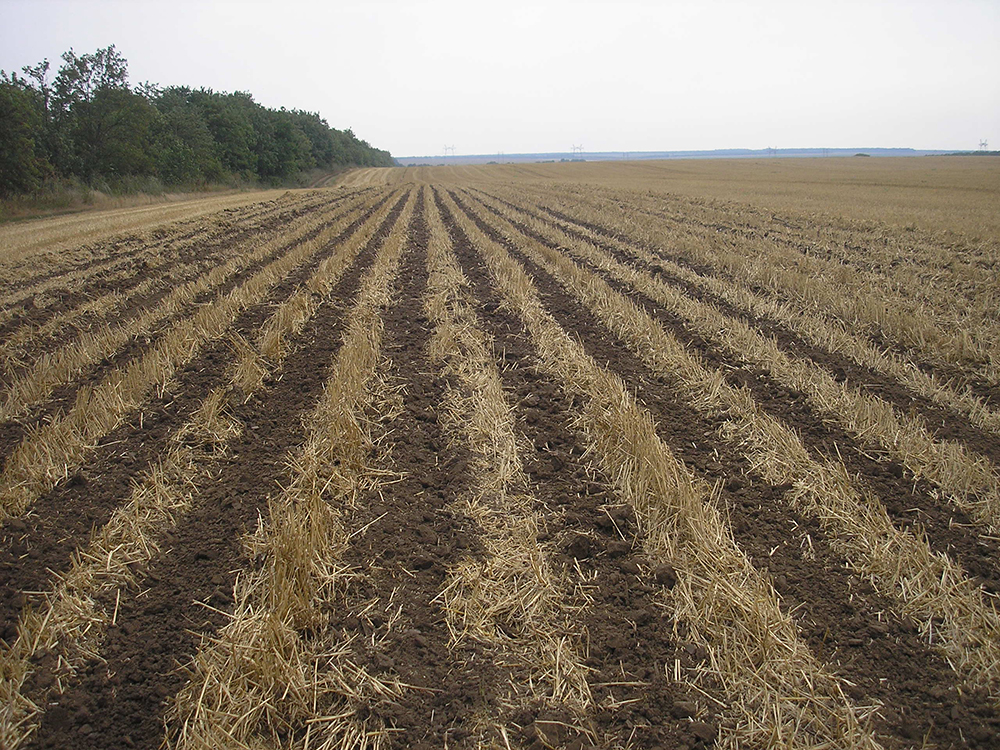 strip tillage with light brown hay in rows over soil