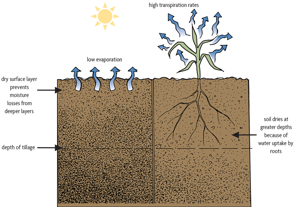 impacts of cover crops on soil flowchart