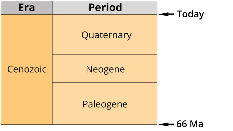 The Cenozoic era is divided into the Paleogene, Neogene and Quaternary periods.
