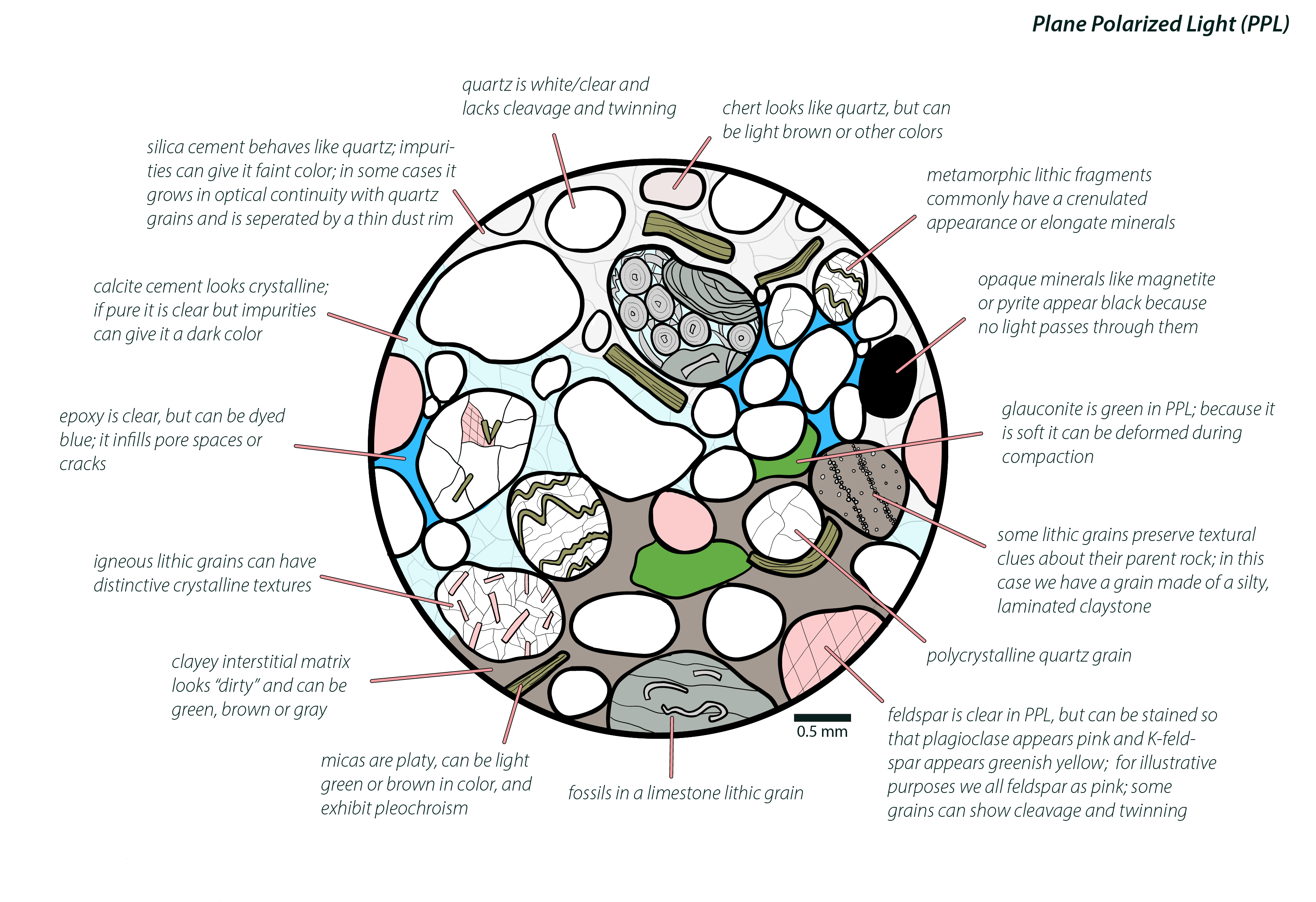 Clastics in Thin Section - PPL - brief title.jpg