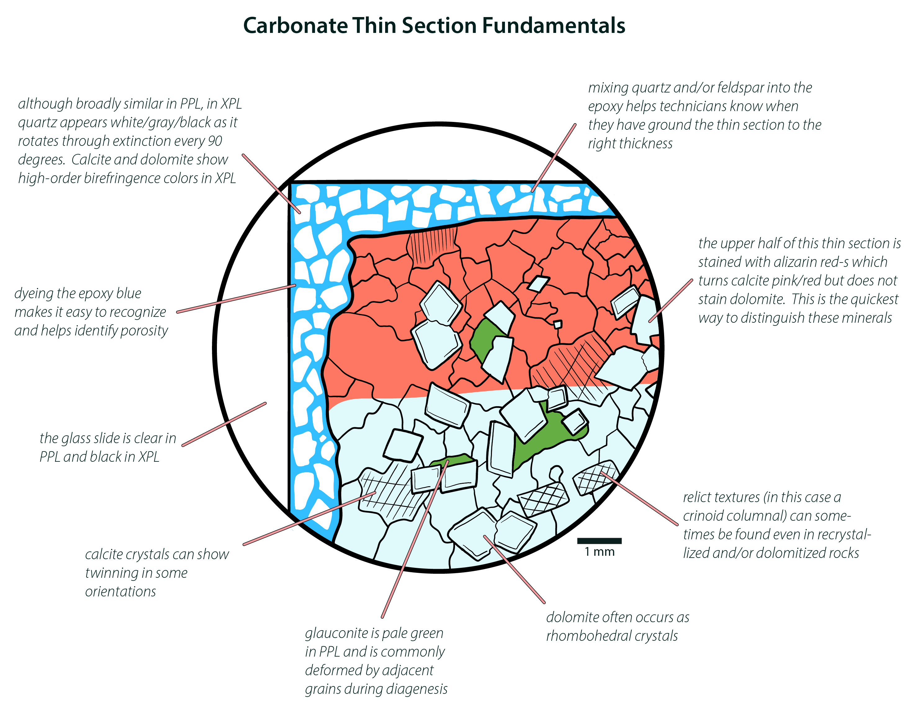Carbonate Thin Section Fundamentals.jpg