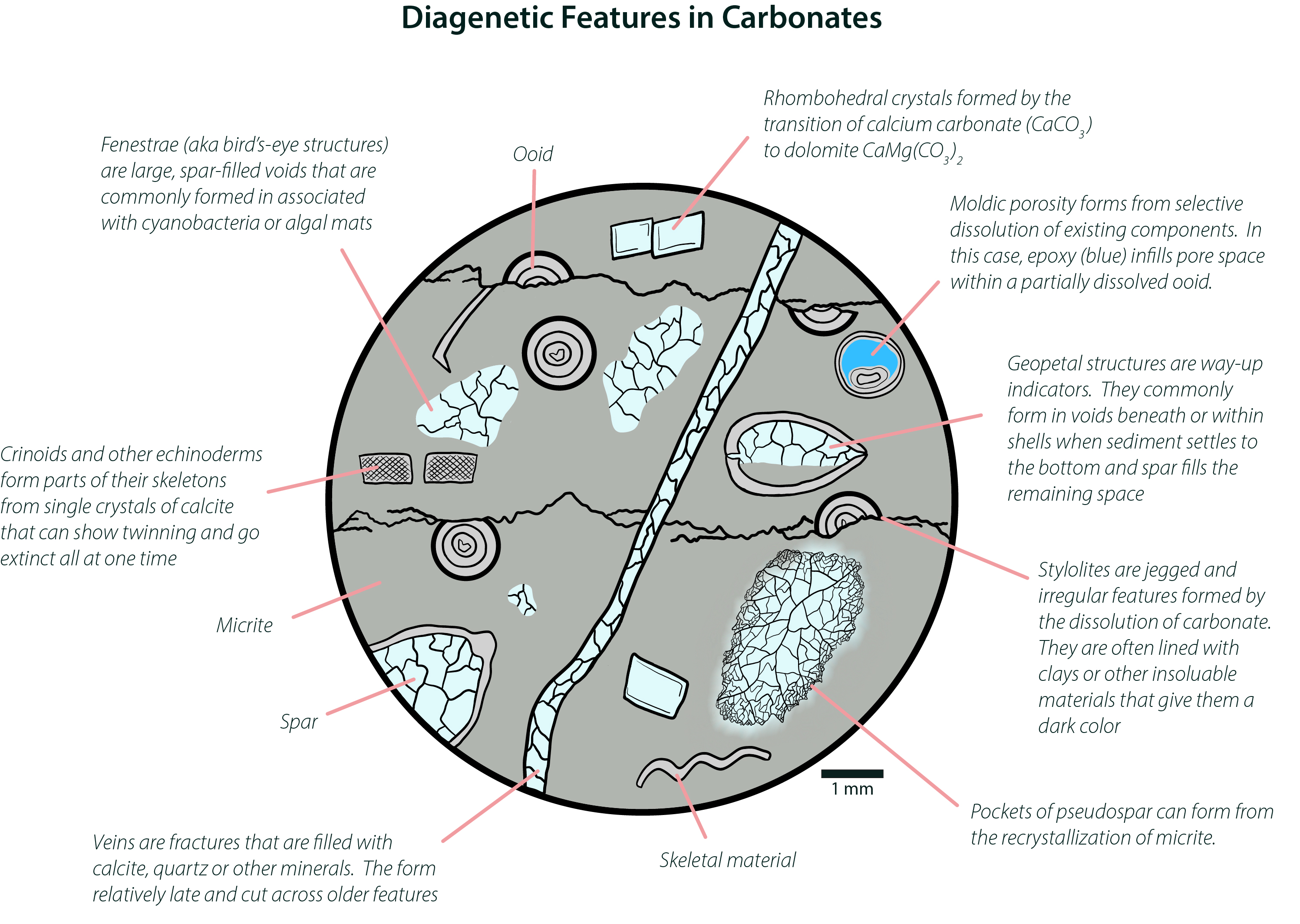 Diagenetic Features in Thin Section.jpg